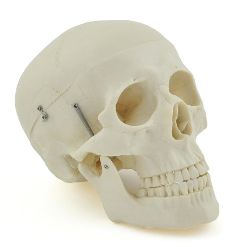 Human skull model