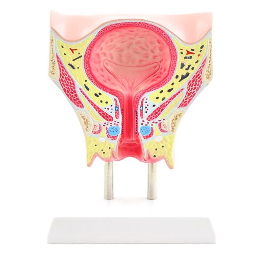 Female bladder model