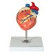 Anatomical canine heart model | 2 parts 