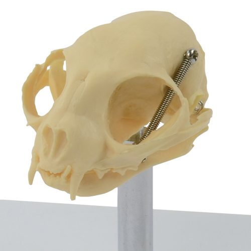 Flexible mounted cat skull