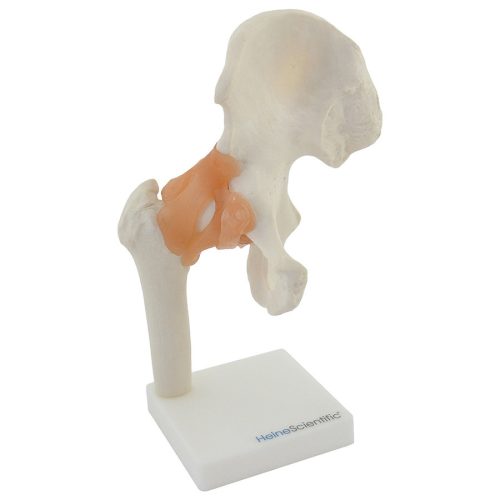 Hip joint with ligaments