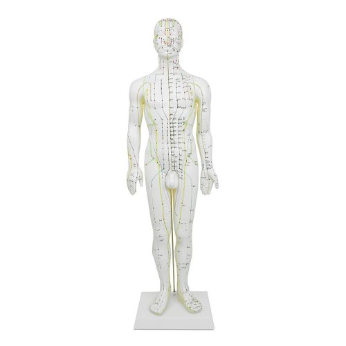 Acupuncture model