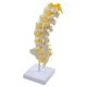 Anatomical model of the lumbar spine