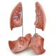 Model of the lungs