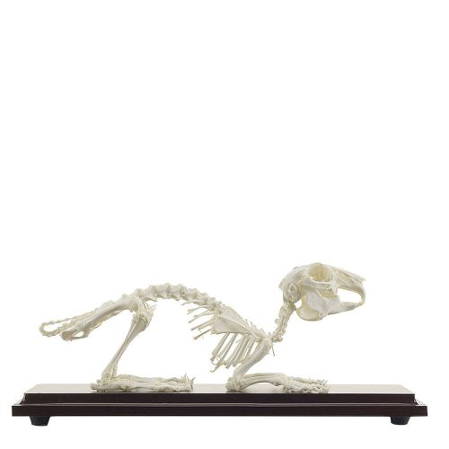 Rabbit skeleton specimen 